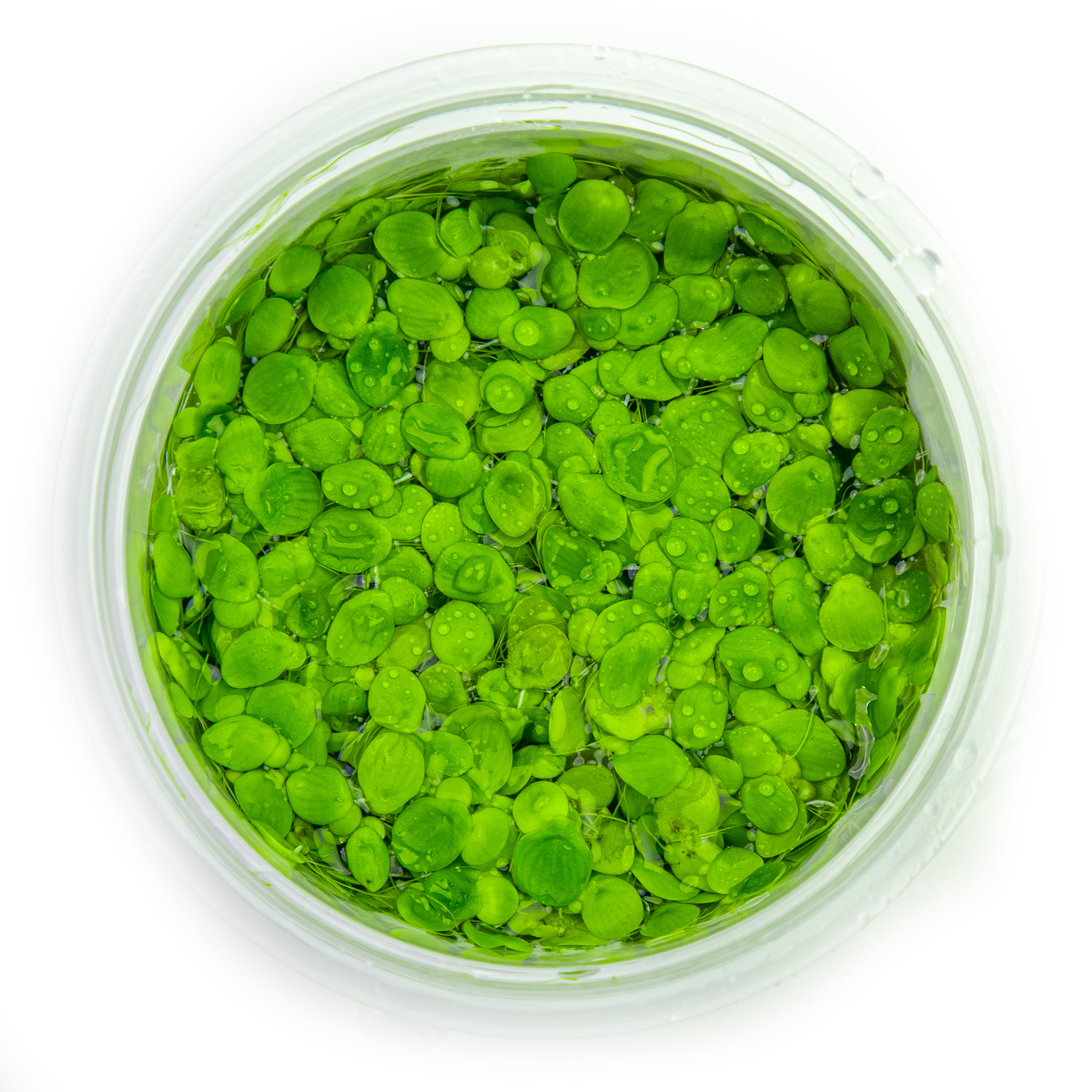 Spirodela polyrrhiza (Giant Duckweed)